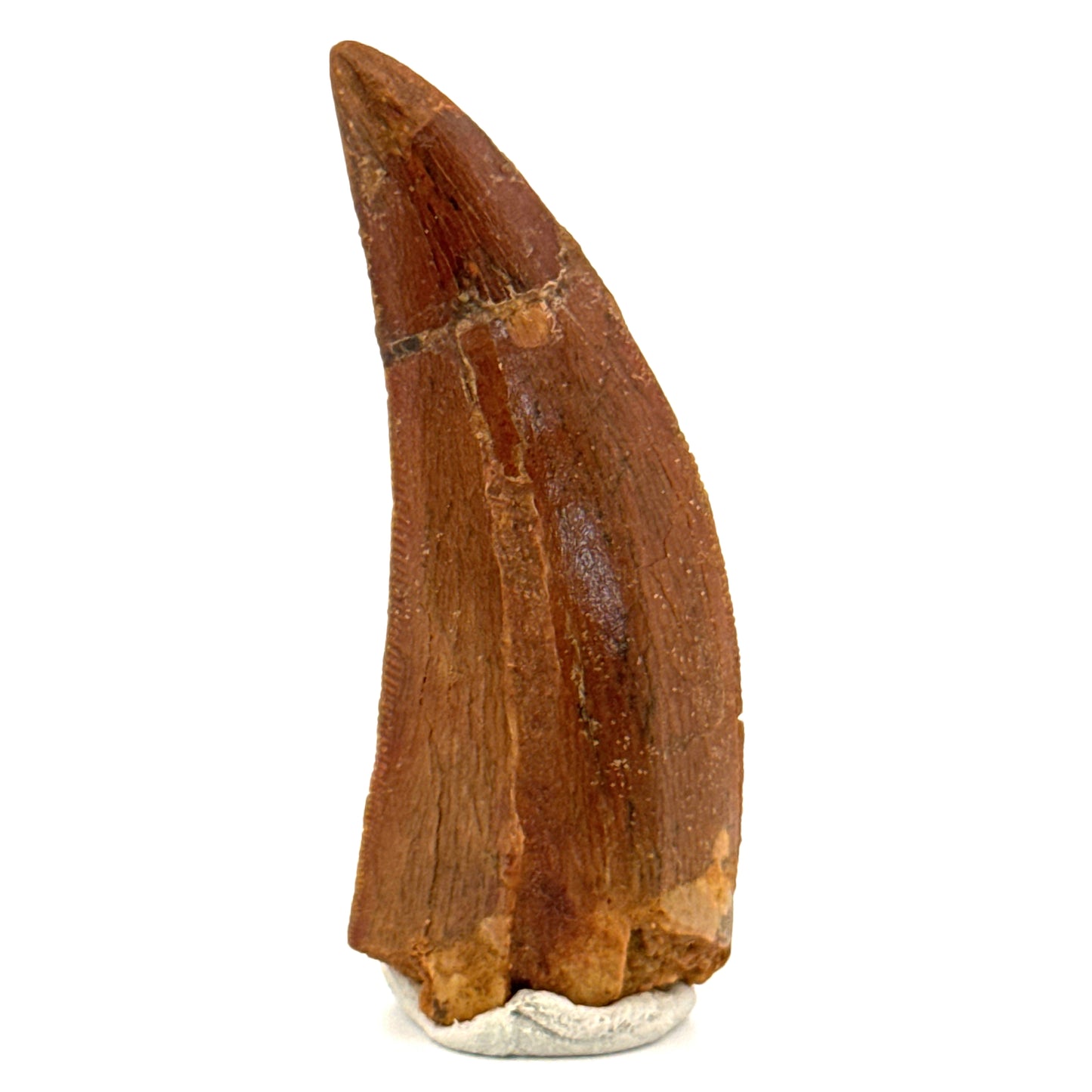 Carcharodontosaurus fossiele tand, Krijt dinosaurus tand uit Kem Kem Beds, Marokko (2,06 inch)