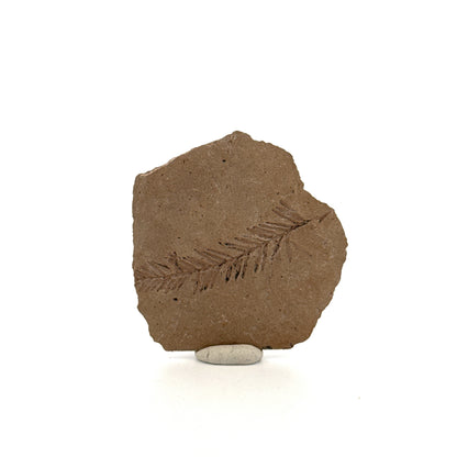 Metasequoia sp. Dawn Redwood leaf fossil (1.53") from Eocene, Canada