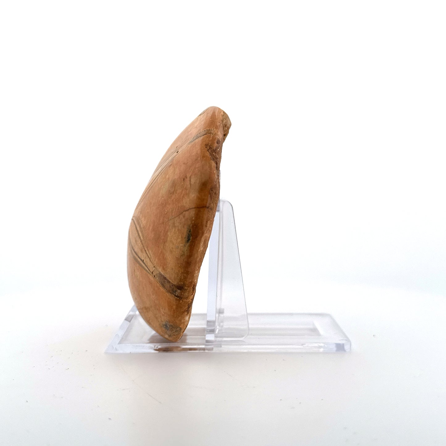 Pygurus Marmonti, sea urchin from Jurassic, Madagascar (2.79")