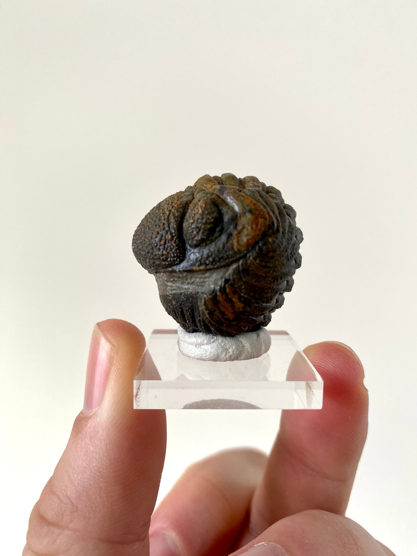 Morocops fossil Trilobite rolled up,  Devonian age