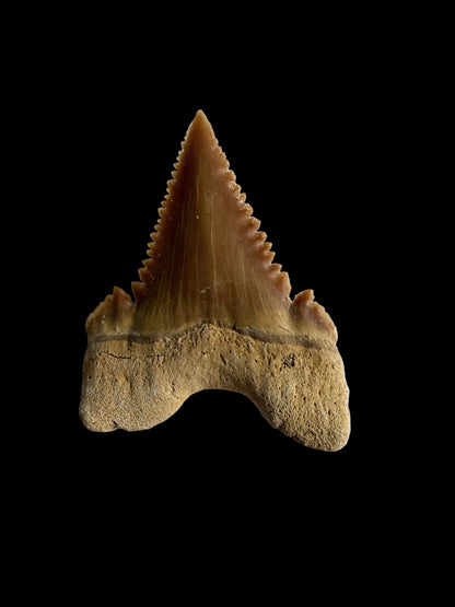 Palaeocarcharodon orientalis haaientand fossiel uit Marokko | 1,13 inch