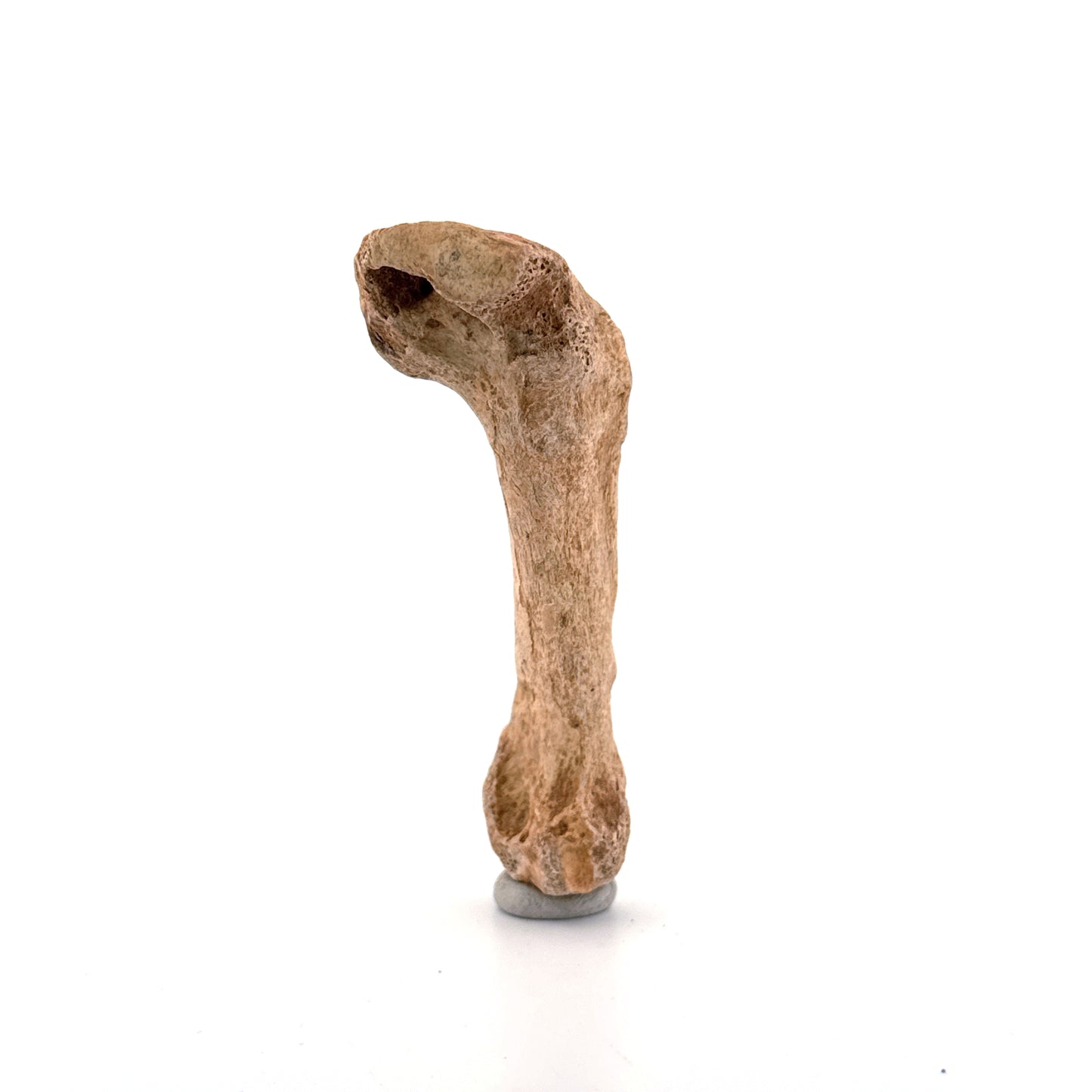 Cave Bear (Ursus spelaeus) Metacarpal Fossil (3.28"), Pleistocene, Romania