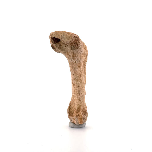 Cave Bear (Ursus spelaeus) Metacarpal Fossil (3.28"), Pleistocene, Romania