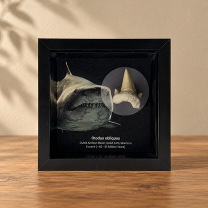 Otodus obliquus Shark Tooth in Shadow Box Frame