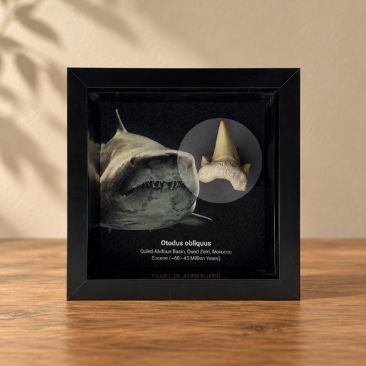 Otodus obliquus Shark Tooth in Shadow Box Frame