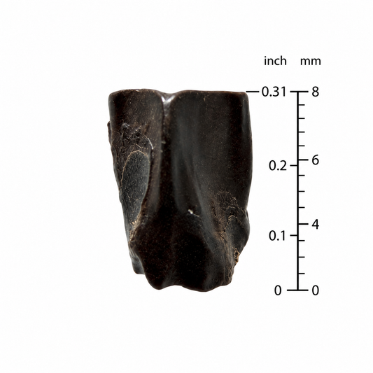Edmontosaurus Tandfragment uit Hell Creek Formatie | 0,31 inch