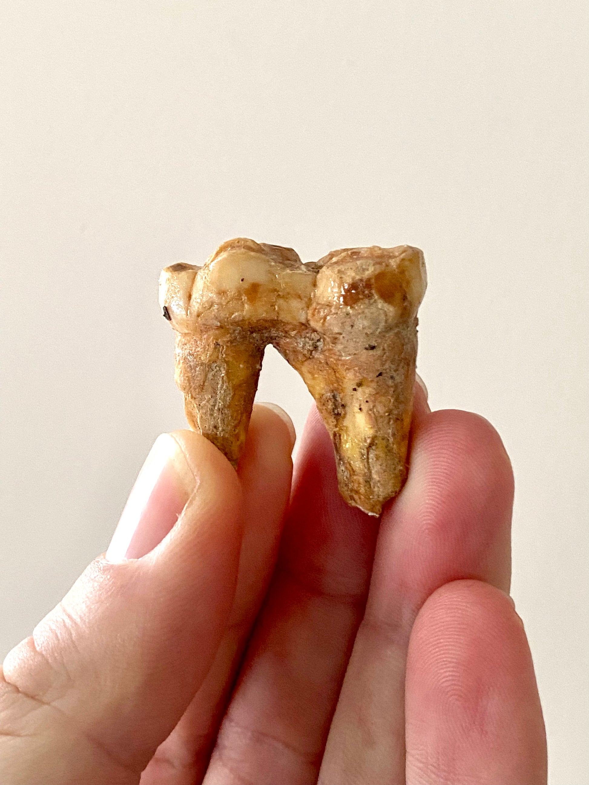 Cave Bear Molar - FossilsAndMore