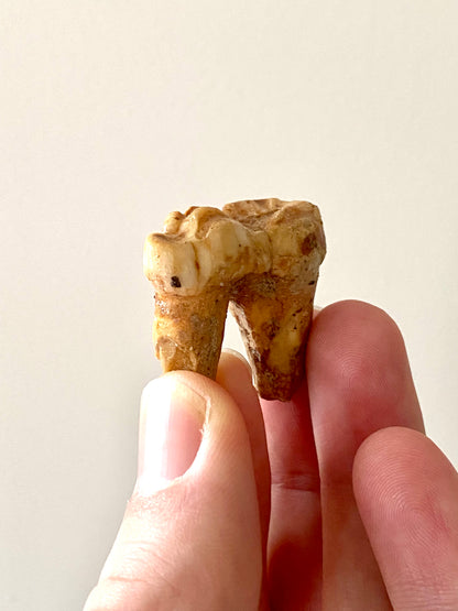 Cave Bear Molar - FossilsAndMore