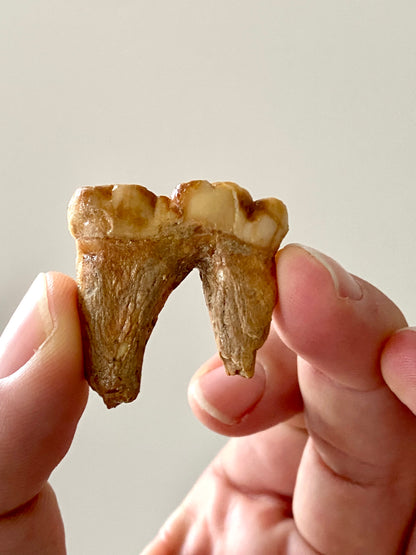 Cave Bear Molar - FossilsAndMore