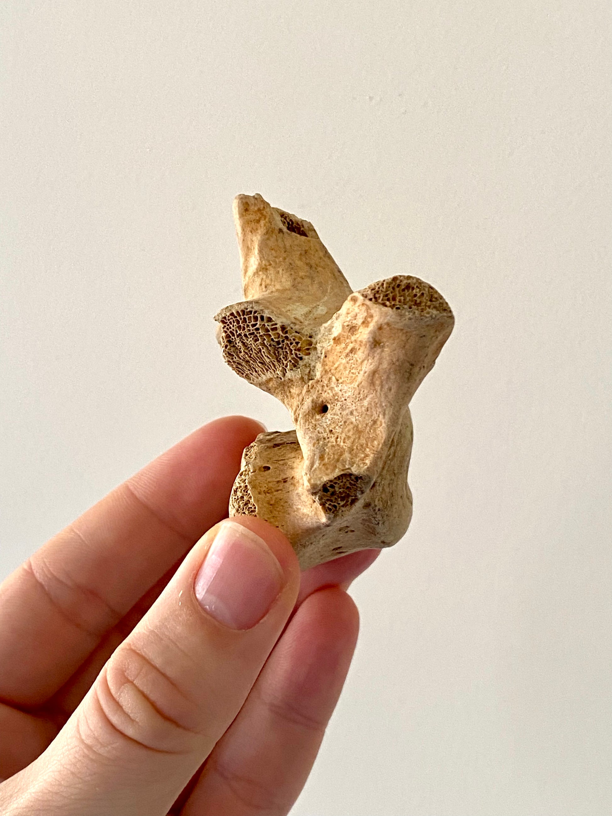 Cave Bear Vertebra - FossilsAndMore