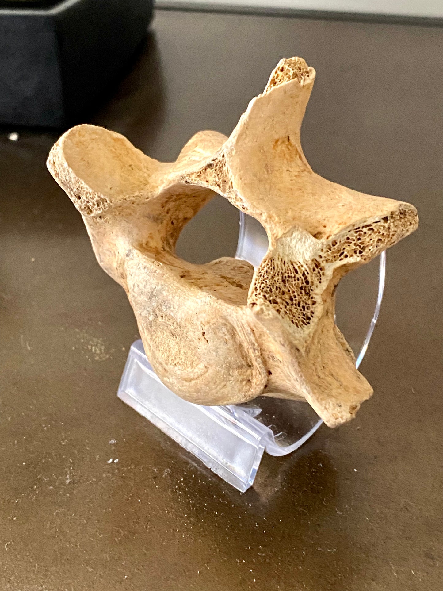 Cave Bear Vertebra - FossilsAndMore