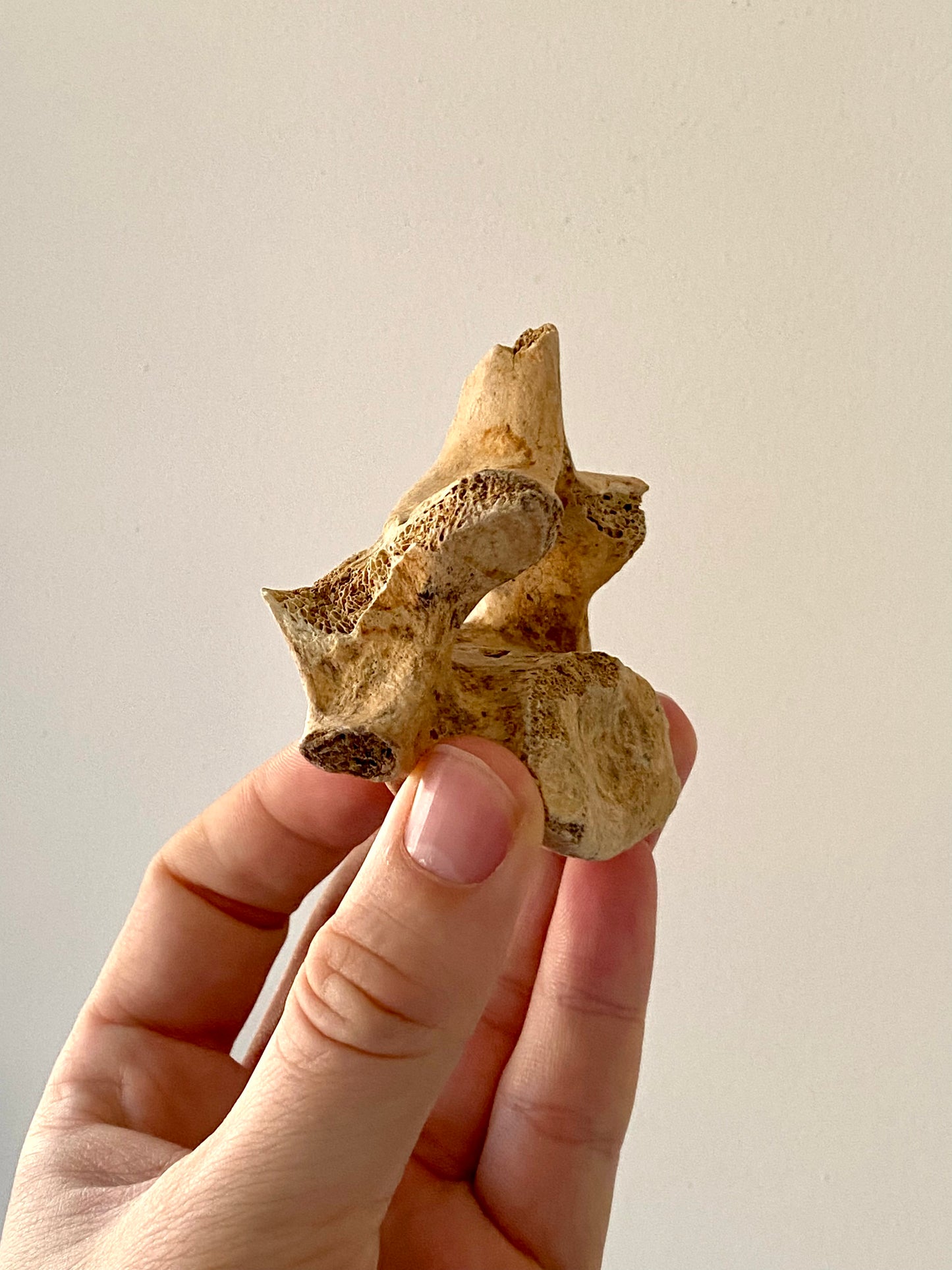 Cave Bear Vertebra - FossilsAndMore