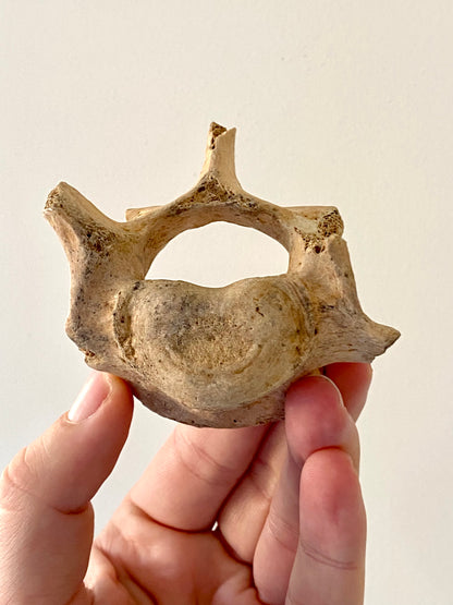 Cave Bear Vertebra - FossilsAndMore