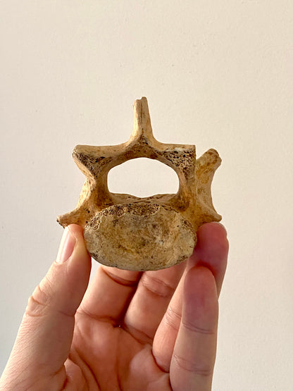 Cave Bear Vertebra - FossilsAndMore