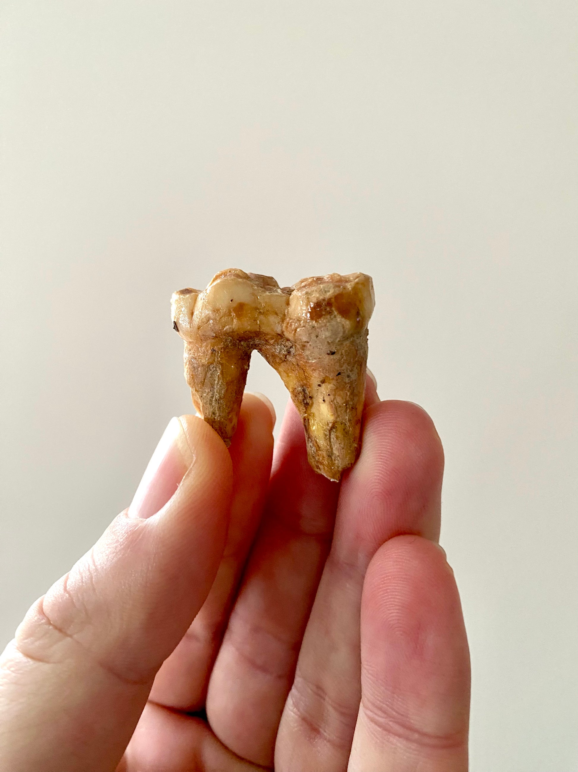 Cave Bear Molar - FossilsAndMore