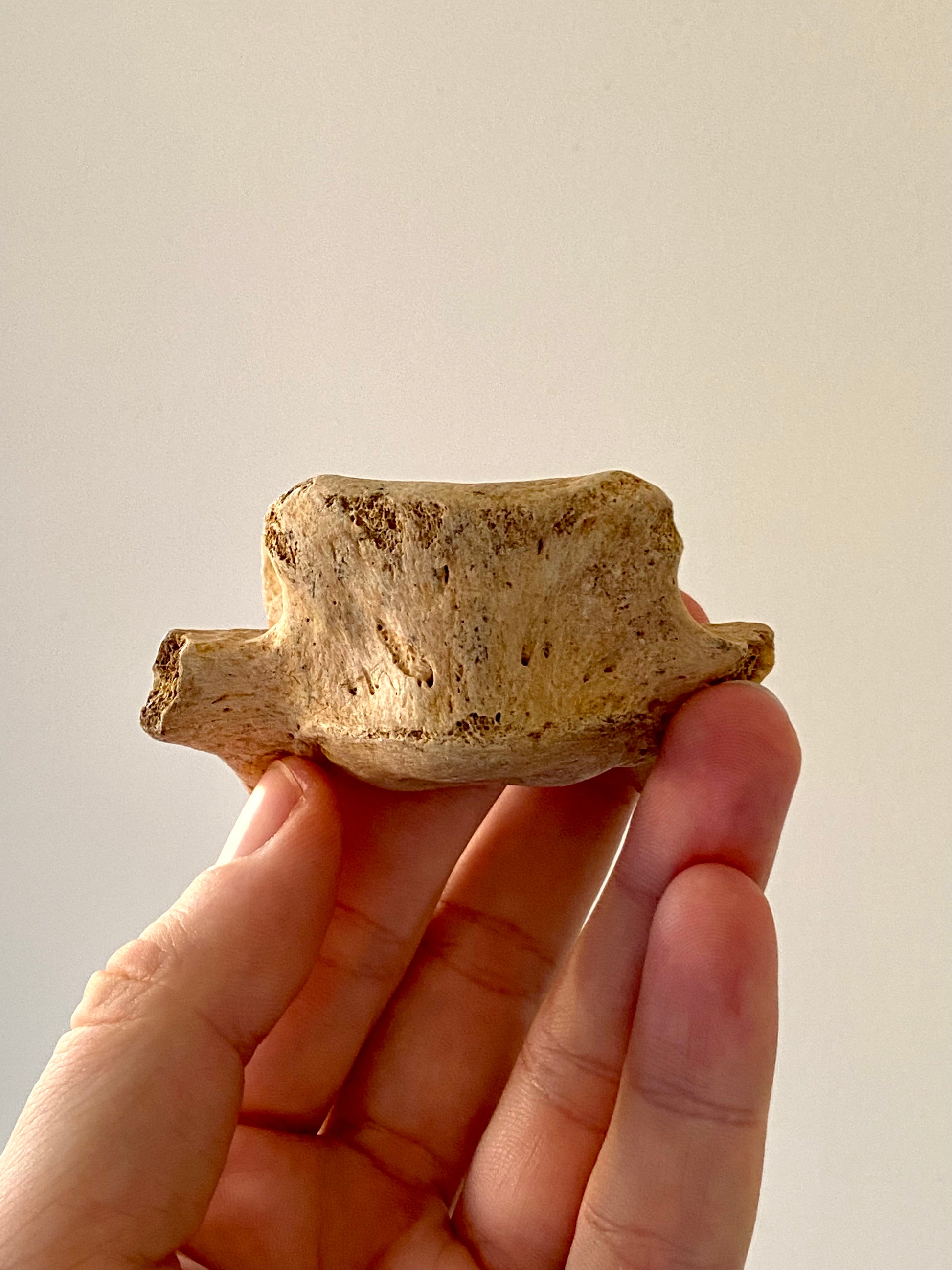 Cave Bear Vertebra - FossilsAndMore