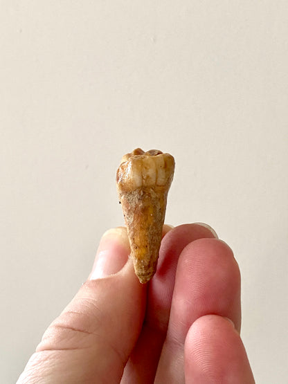 Cave Bear Molar - FossilsAndMore