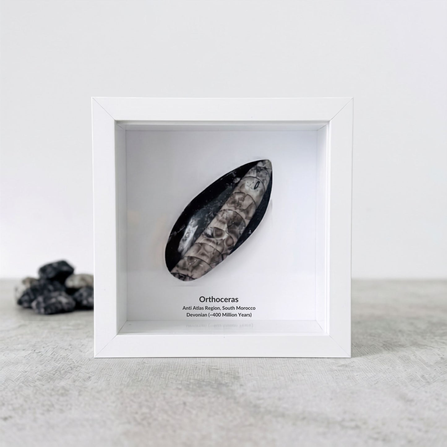 Orthoceras Polished Fossil Deep Box Frame