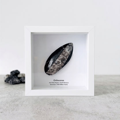 Orthoceras Polished Fossil Deep Box Frame