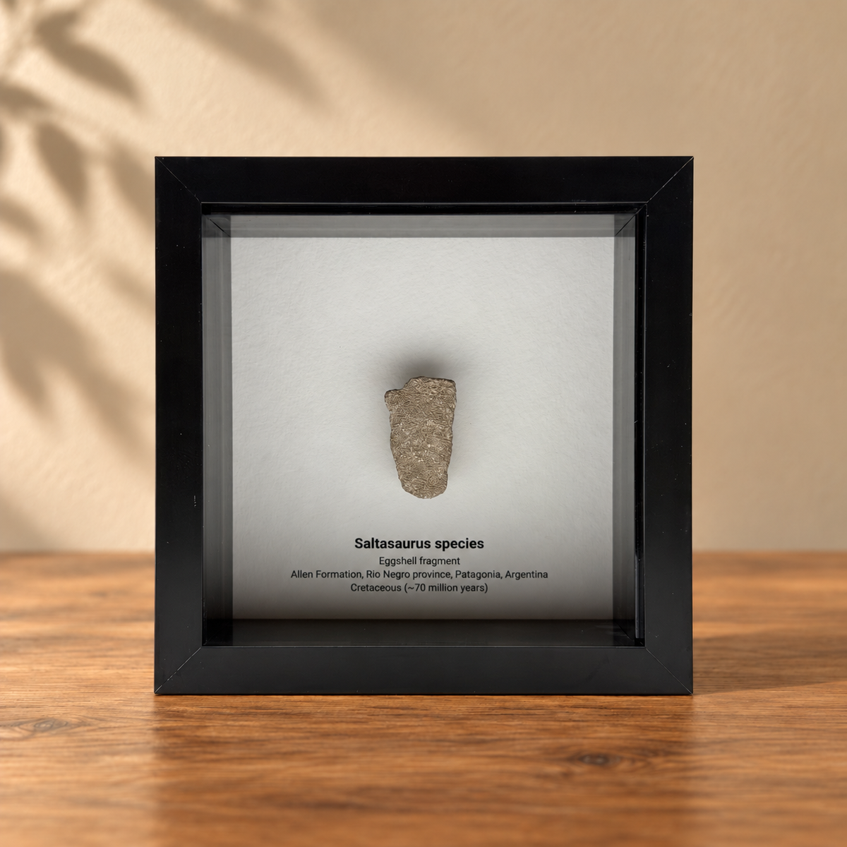 Saltasaurus eggshell fragment in Shadow Box Frame