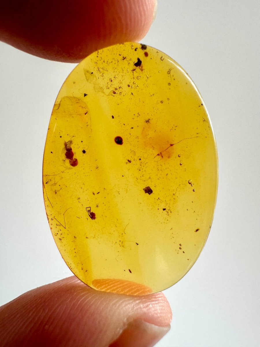 A very small Spider in Burmese Amber, fossil tree resin - FossilsAndMore