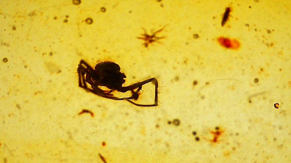 A very small Spider in Burmese Amber, fossil tree resin - FossilsAndMore