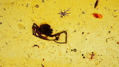 A very small Spider in Burmese Amber, fossil tree resin - FossilsAndMore