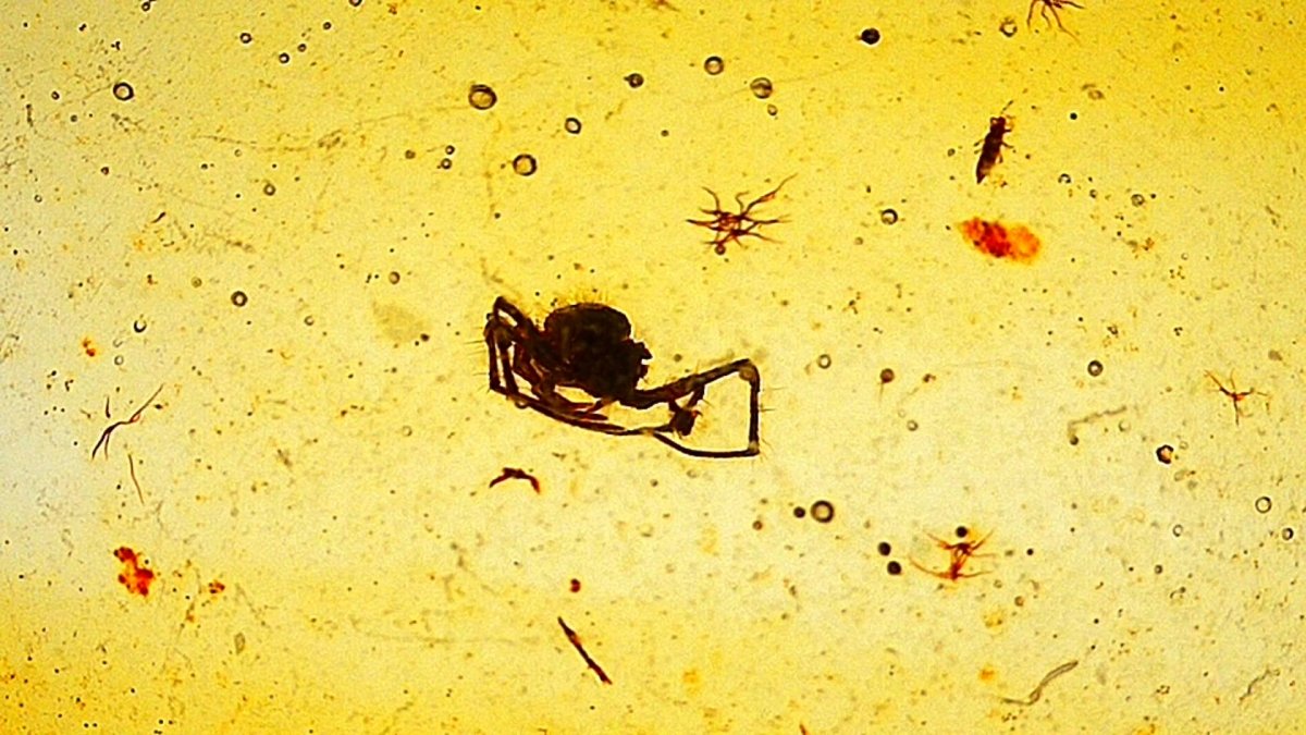 A very small Spider in Burmese Amber, fossil tree resin - FossilsAndMore