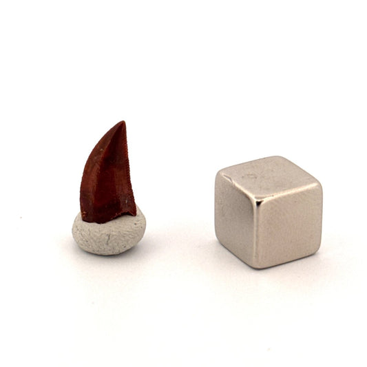 Abelisaurid fossil dinosaur tooth (0.49") from Kem Kem, Morocco - FossilsAndMore