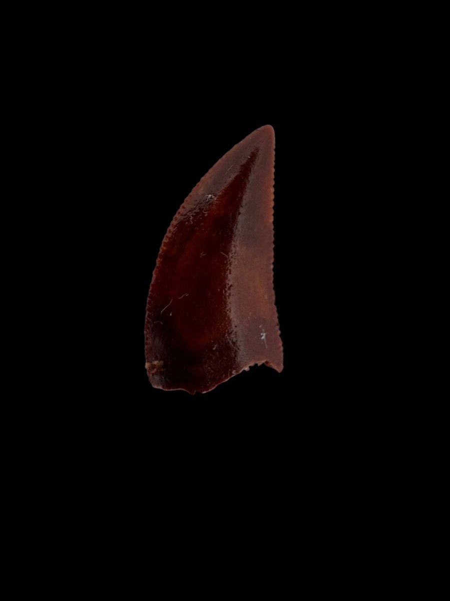 Abelisaurid fossil dinosaur tooth (0.49") from Kem Kem, Morocco - FossilsAndMore