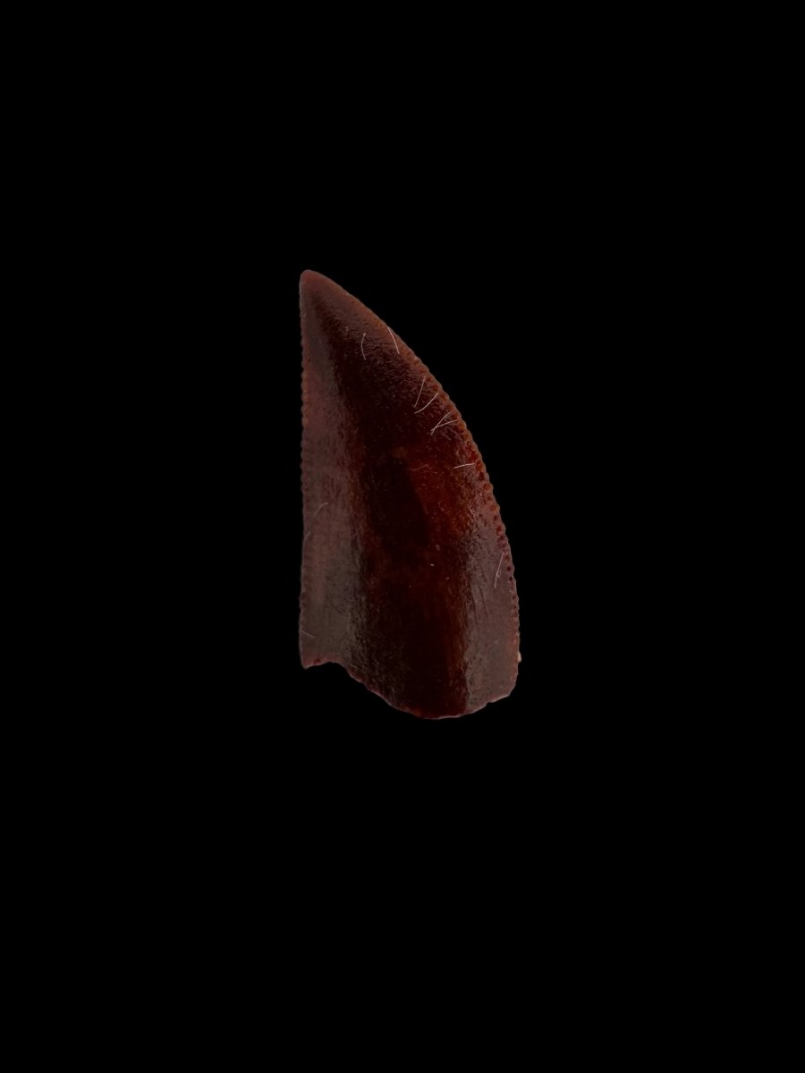 Abelisaurid fossil dinosaur tooth (0.49") from Kem Kem, Morocco - FossilsAndMore