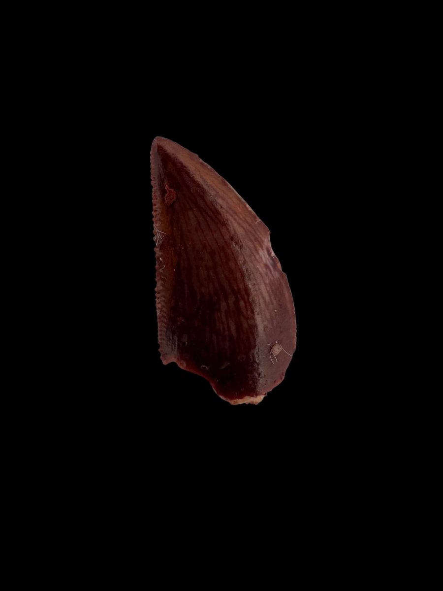 Abelisaurid fossil dinosaur tooth (0.59") from Kem Kem, Morocco - FossilsAndMore