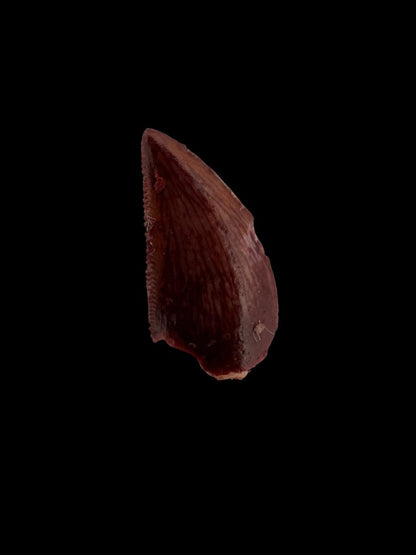 Abelisaurid fossil dinosaur tooth (0.59") from Kem Kem, Morocco - FossilsAndMore