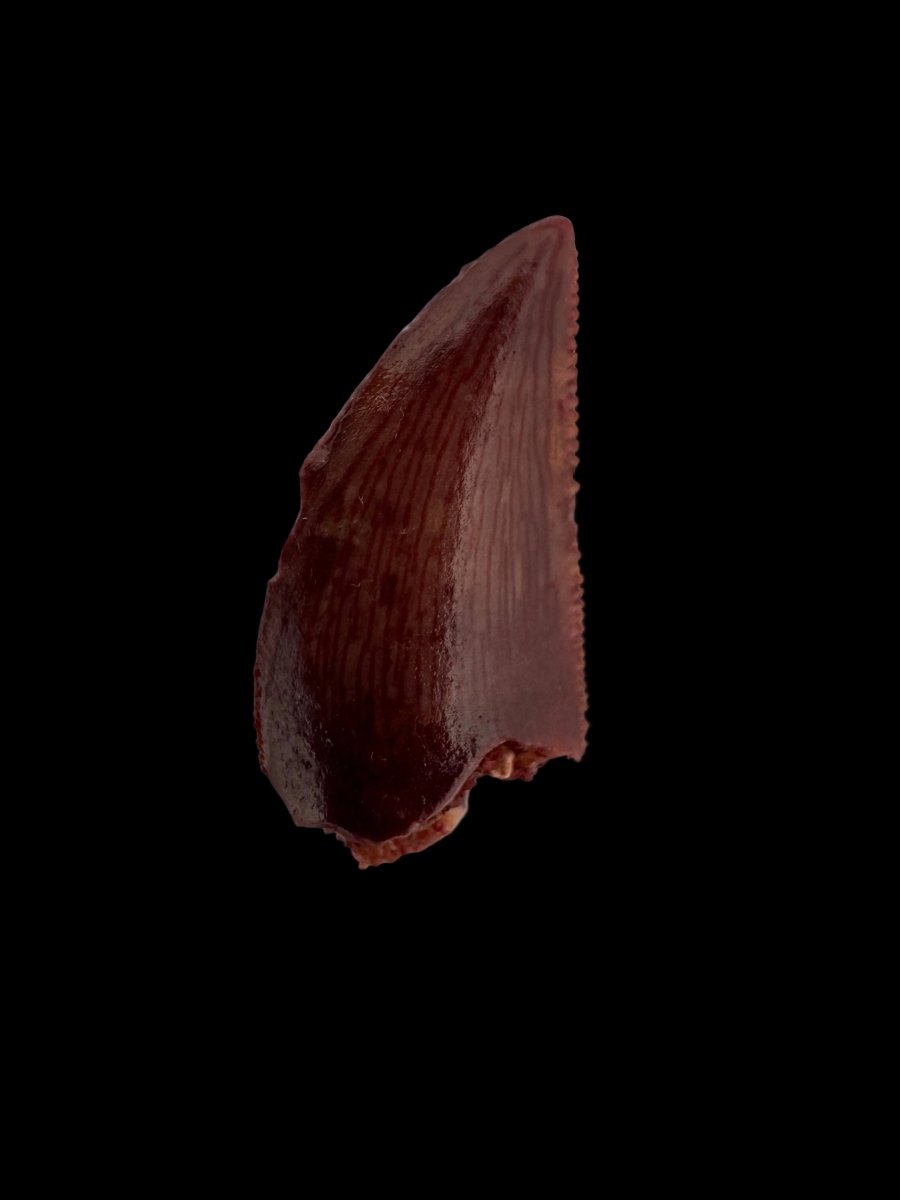 Abelisaurid fossil dinosaur tooth (0.59") from Kem Kem, Morocco - FossilsAndMore