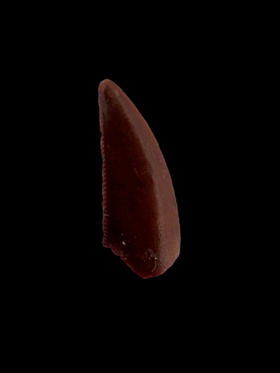 Abelisaurid fossil dinosaur tooth (0.60") from Kem Kem, Morocco - FossilsAndMore