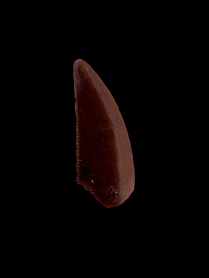 Abelisaurid fossil dinosaur tooth (0.60") from Kem Kem, Morocco - FossilsAndMore