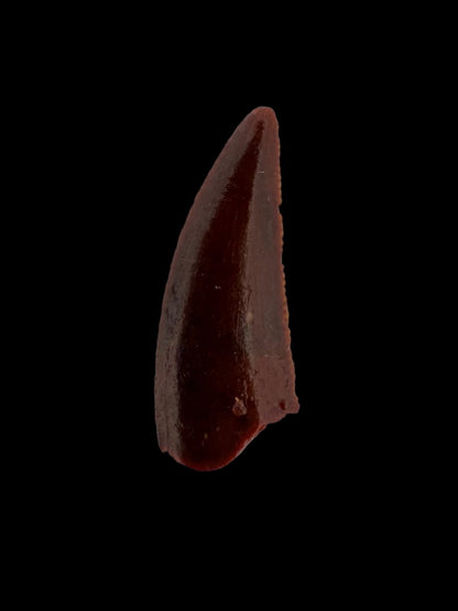 Abelisaurid fossil dinosaur tooth (0.60") from Kem Kem, Morocco - FossilsAndMore