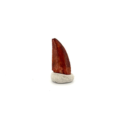 Abelisaurid fossil dinosaur tooth (0.65") from Kem Kem, Morocco - FossilsAndMore