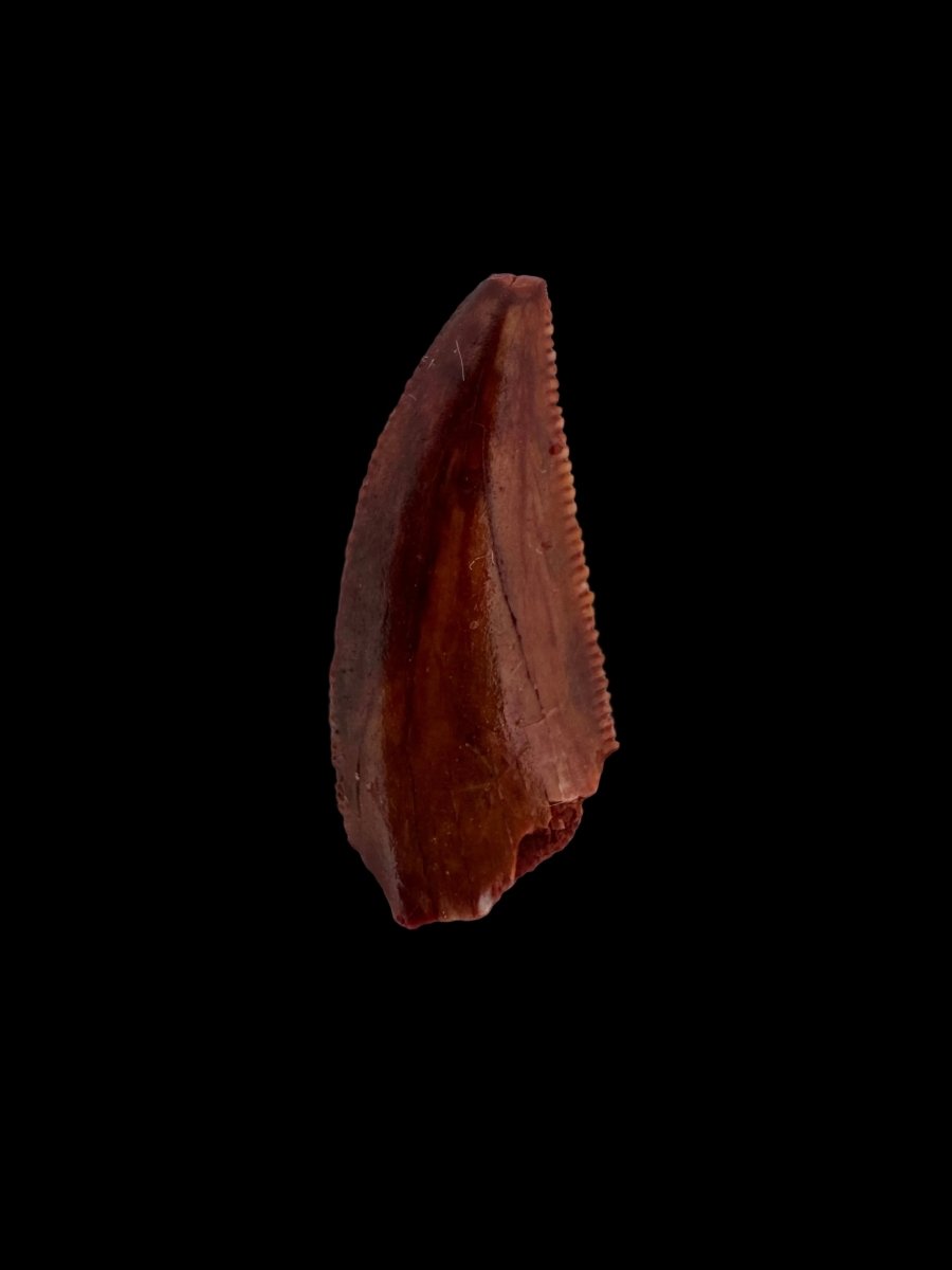 Abelisaurid fossil dinosaur tooth (0.65") from Kem Kem, Morocco - FossilsAndMore