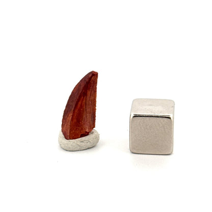 Abelisaurid fossil dinosaur tooth (0.65") from Kem Kem, Morocco - FossilsAndMore