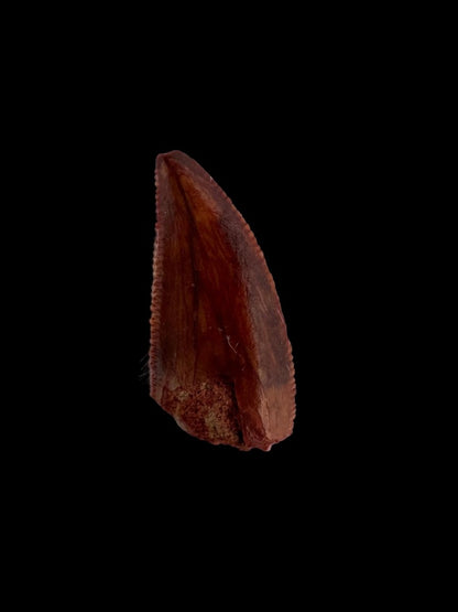 Abelisaurid fossil dinosaur tooth (0.65") from Kem Kem, Morocco - FossilsAndMore