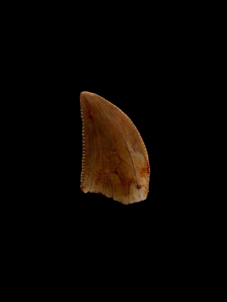 Abelisaurid fossil dinosaur tooth from Kem Kem, Morocco (0.43") - FossilsAndMore