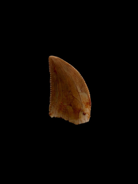 Abelisaurid fossil dinosaur tooth from Kem Kem, Morocco (0.43") - FossilsAndMore