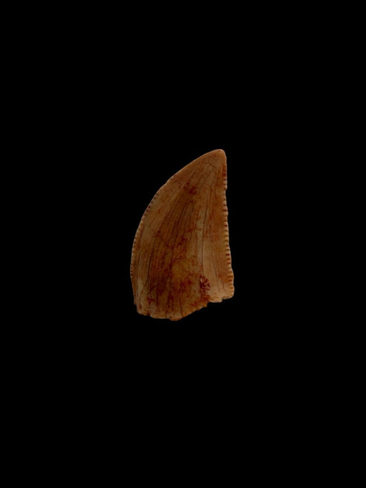 Abelisaurid fossil dinosaur tooth from Kem Kem, Morocco (0.43") - FossilsAndMore