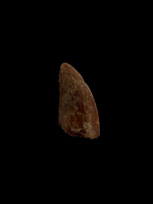 Abelisaurid fossil dinosaur tooth from Kem Kem, Morocco (0.50") - FossilsAndMore