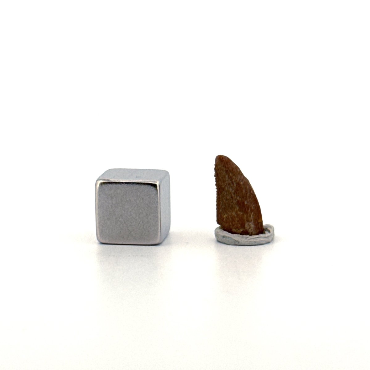 Abelisaurid fossil dinosaur tooth from Kem Kem, Morocco (0.50") - FossilsAndMore