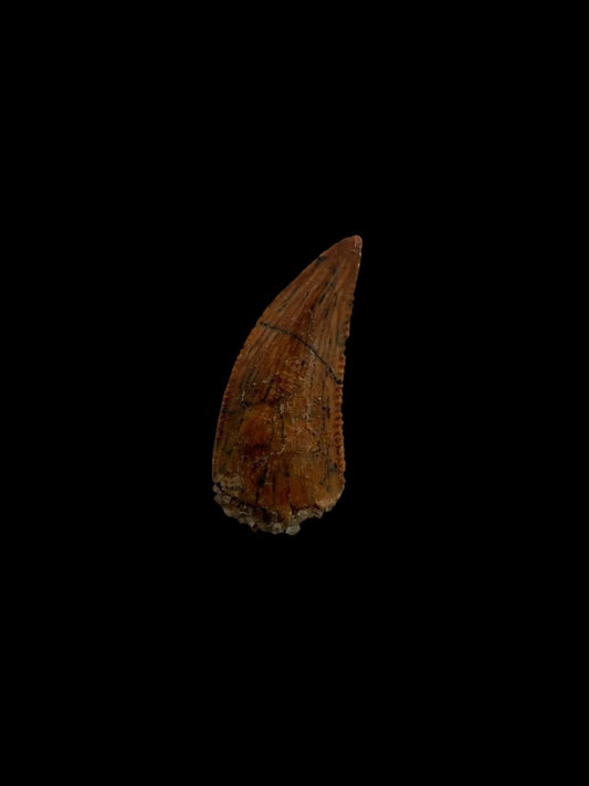 Abelisaurid fossil dinosaur tooth from Kem Kem, Morocco (0.51") - FossilsAndMore