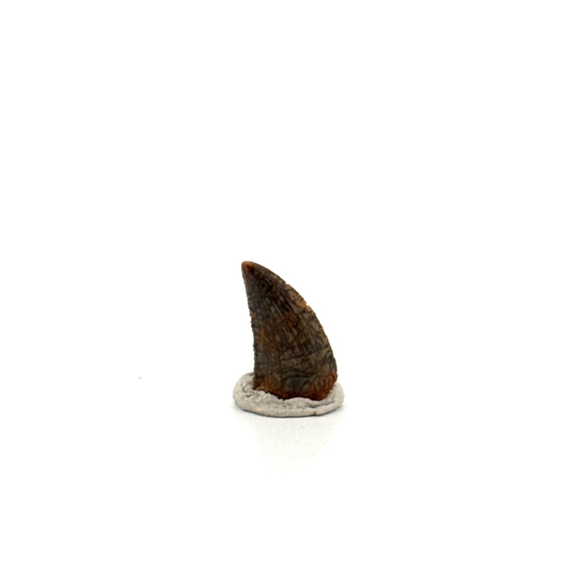 Abelisaurid fossil dinosaur tooth from Kem Kem, Morocco (0.54") - FossilsAndMore
