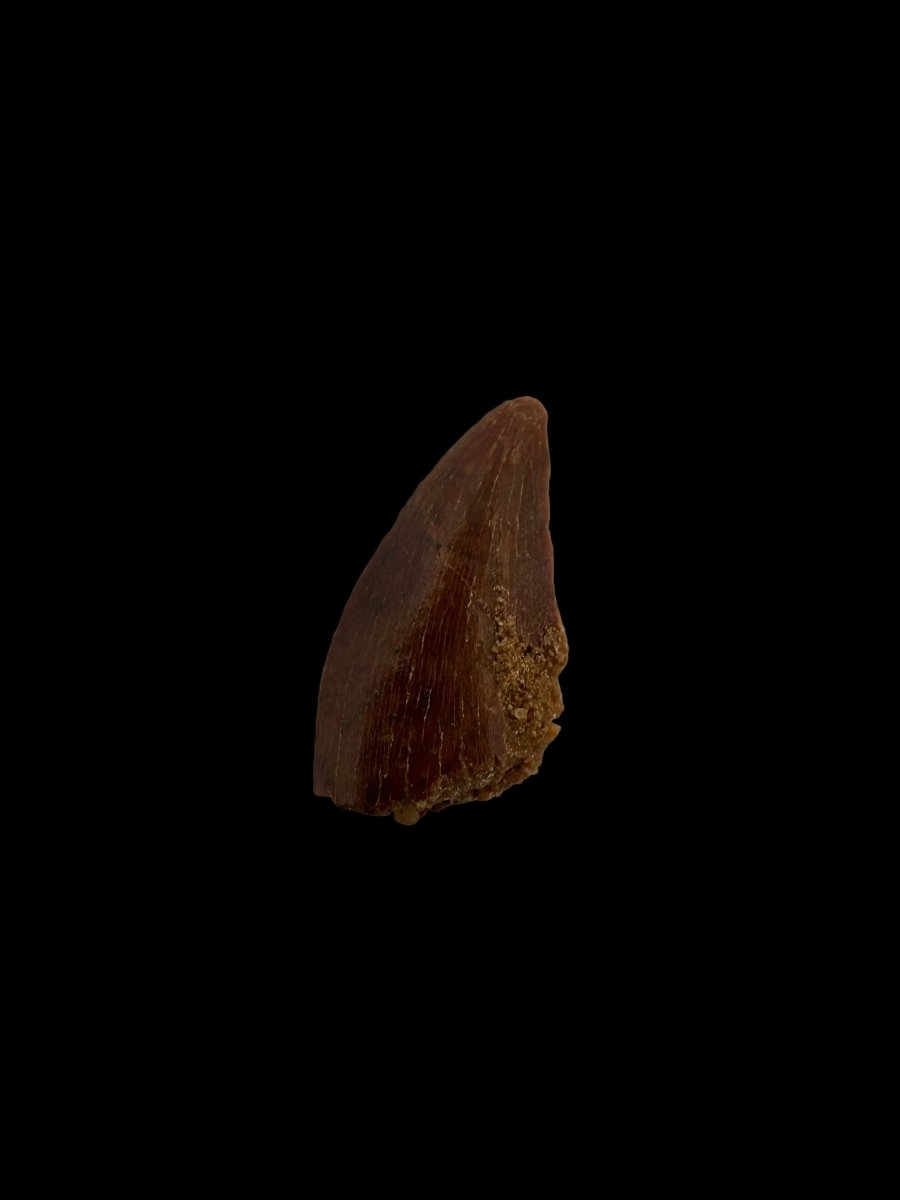 Abelisaurid fossil dinosaur tooth from Kem Kem, Morocco (0.54") - FossilsAndMore