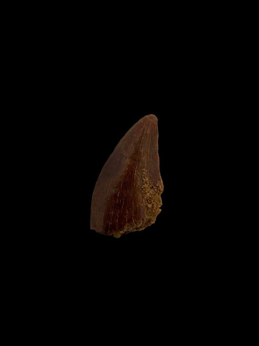 Abelisaurid fossil dinosaur tooth from Kem Kem, Morocco (0.54") - FossilsAndMore